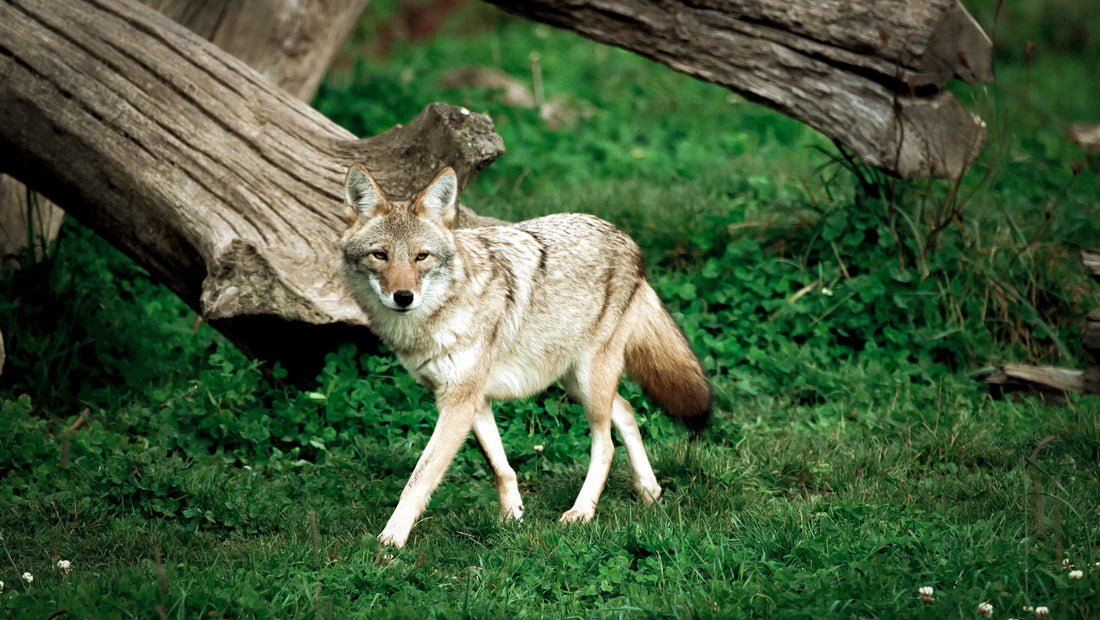 A sweet coyote in the forest