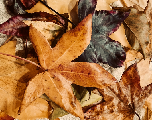 How To Preserve Your Autumn Colors