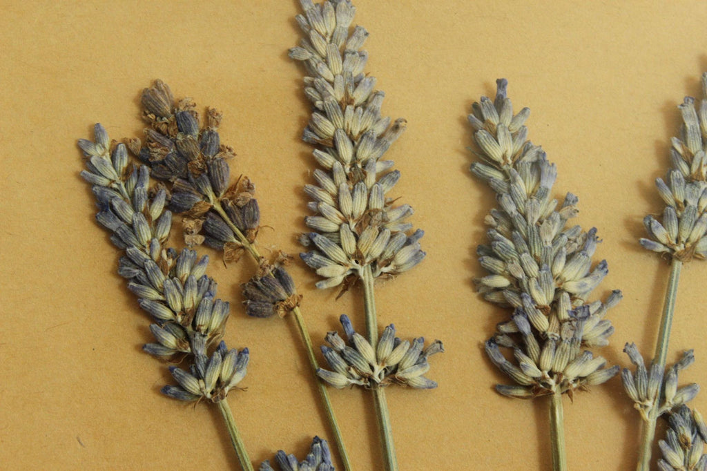 Handmade Framed Pressed Dried Lavender in A Vintage Wood Frame