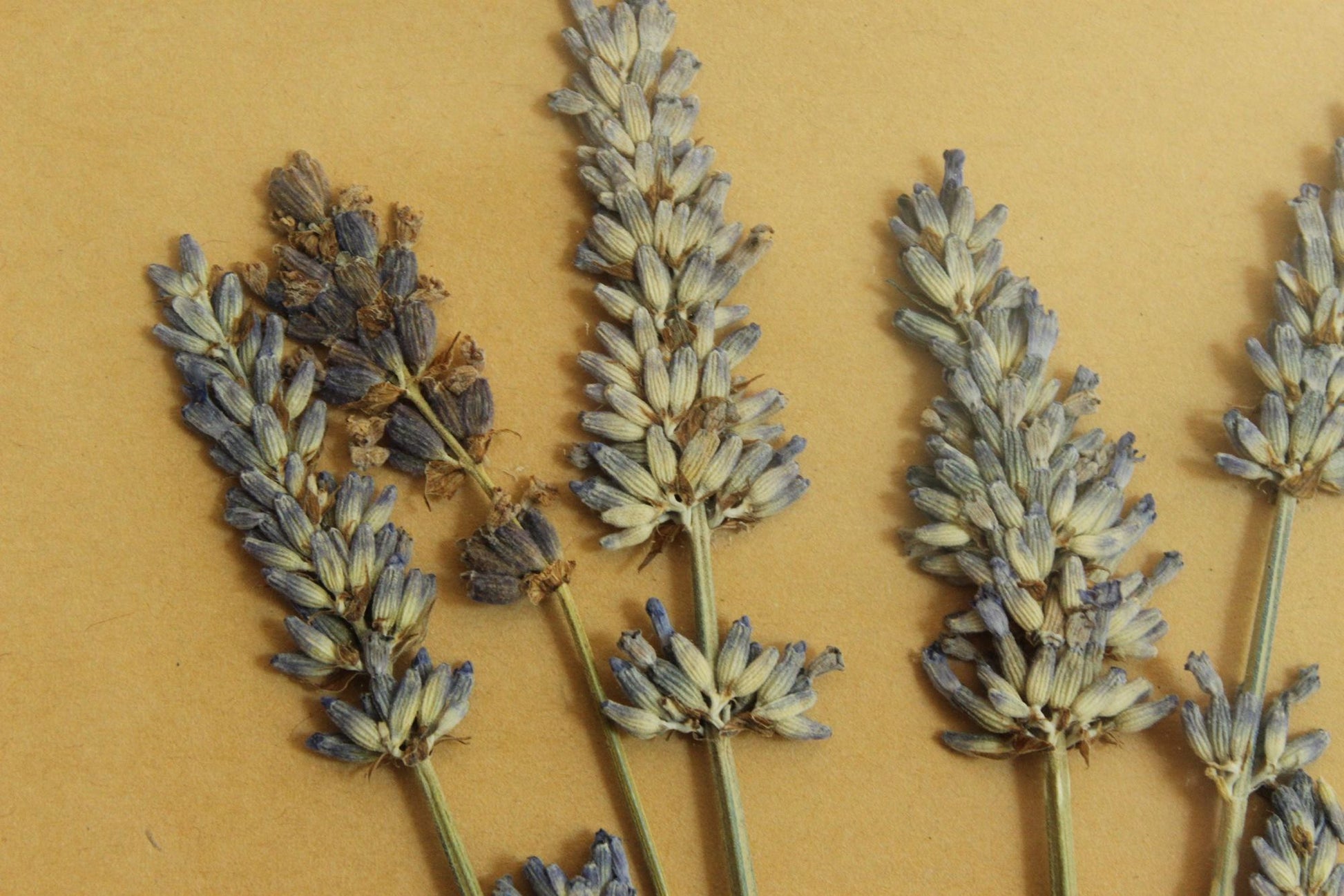 Handmade Framed Pressed Dried Lavender in A Vintage Wood Frame