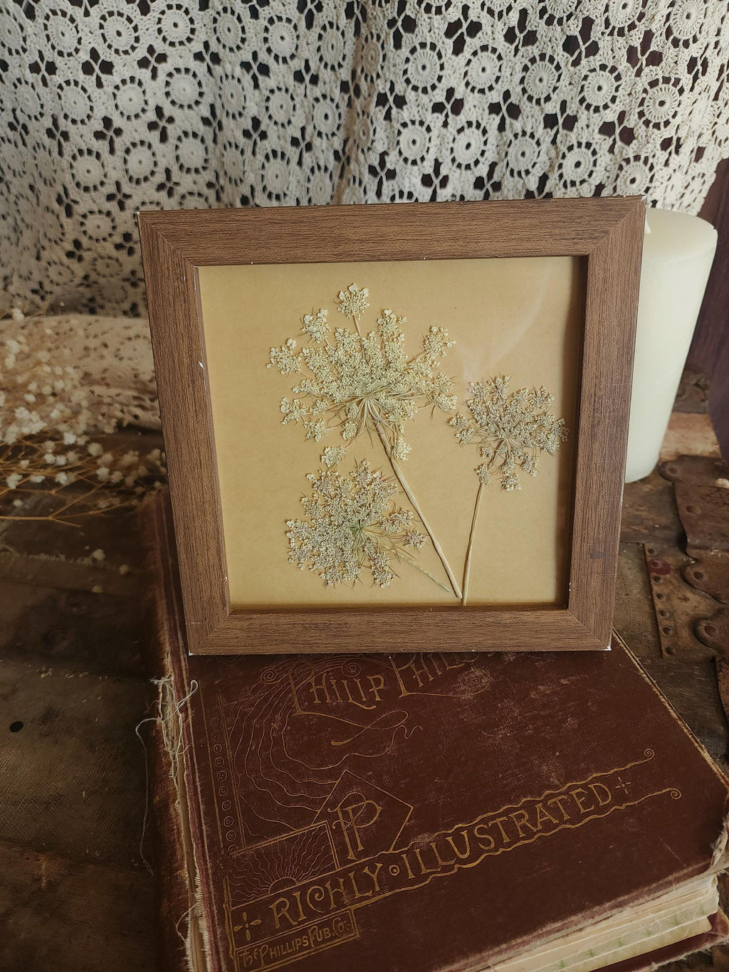 Pressed Dried Queen Annes Lace in a Brown Wood Look Frame