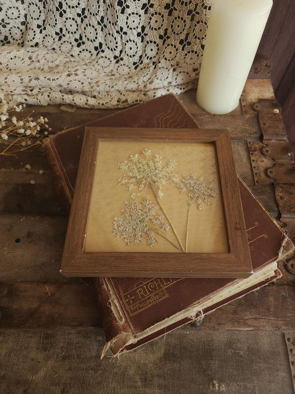 Pressed Dried Queen Annes Lace in a Brown Wood Look Frame