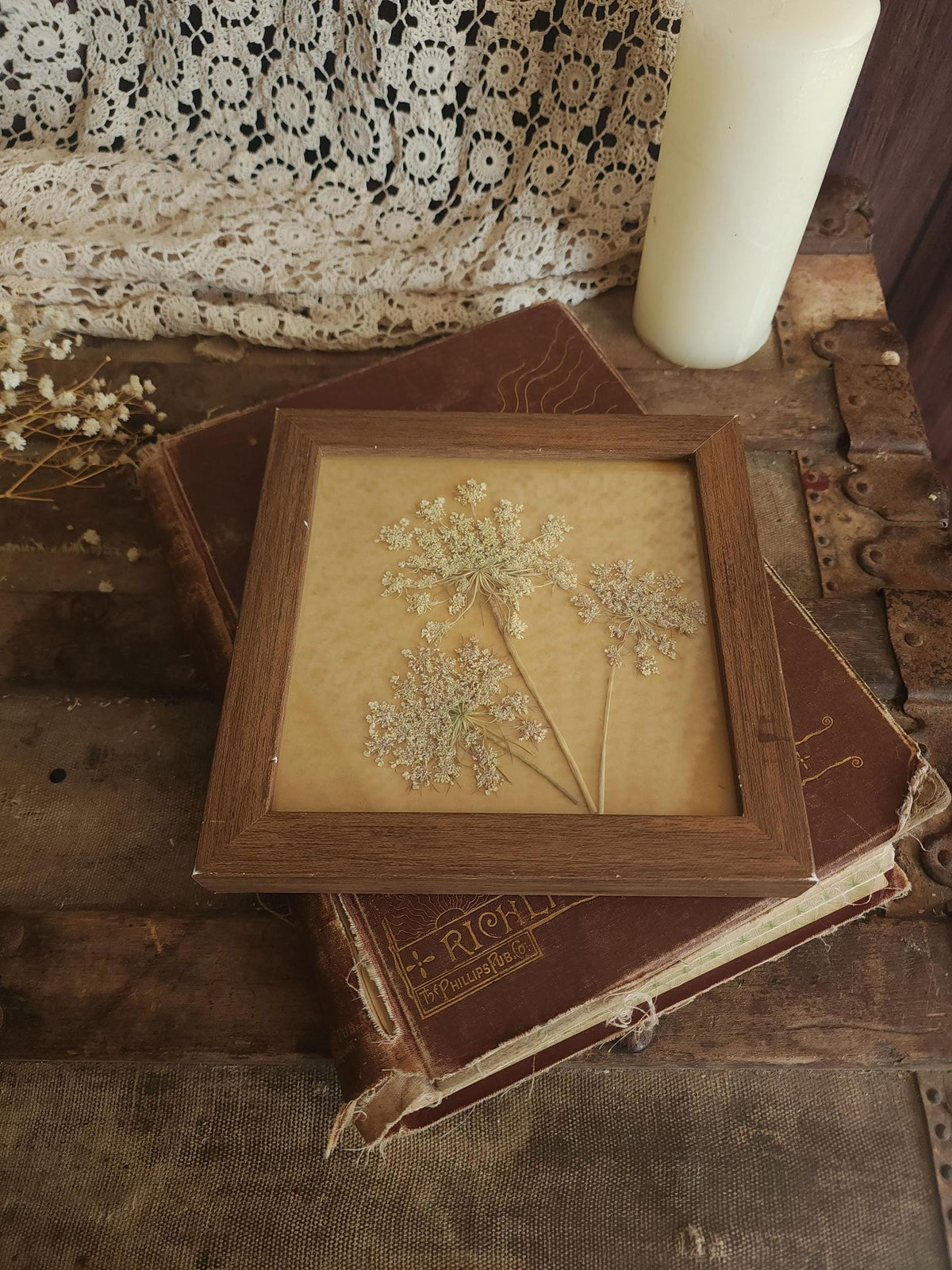 Pressed Dried Queen Annes Lace in a Brown Wood Look Frame