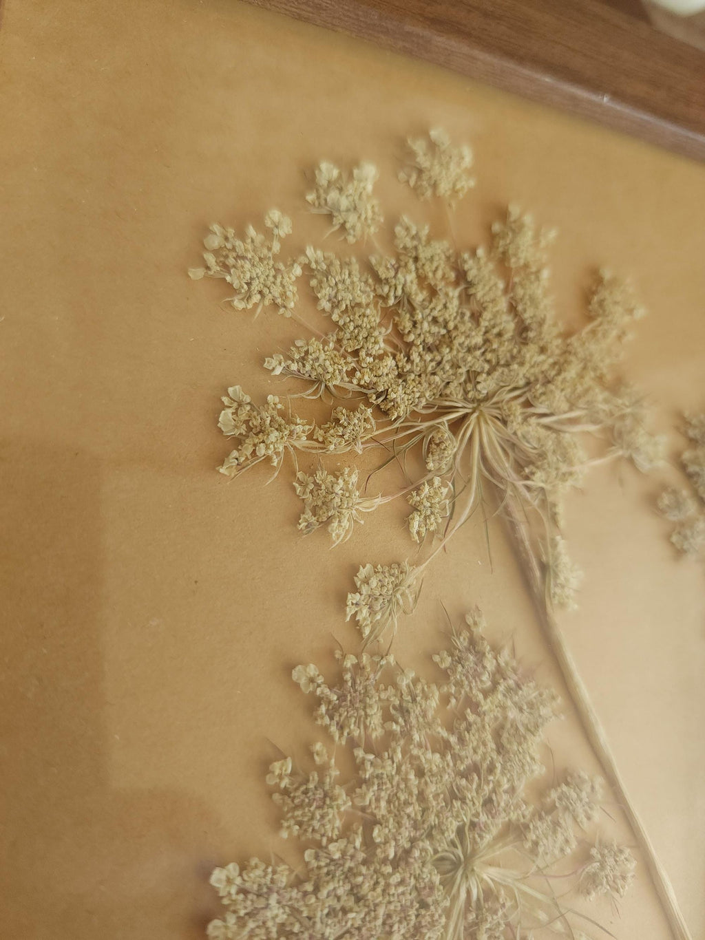 Pressed Dried Queen Annes Lace in a Brown Wood Look Frame