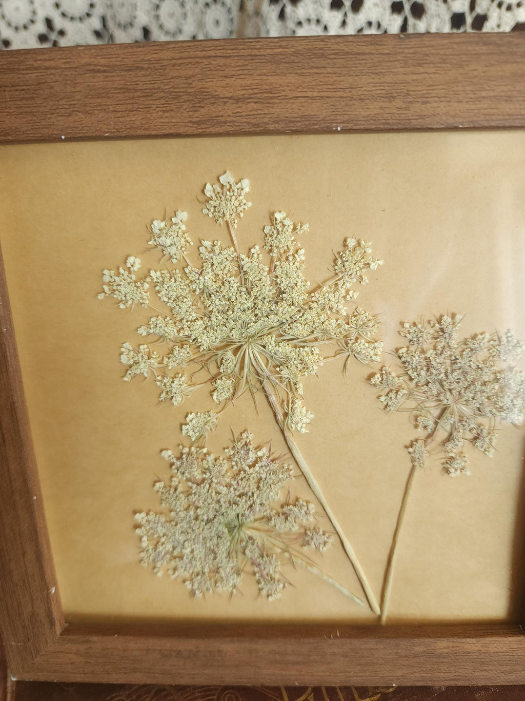 Pressed Dried Queen Annes Lace in a Brown Wood Look Frame