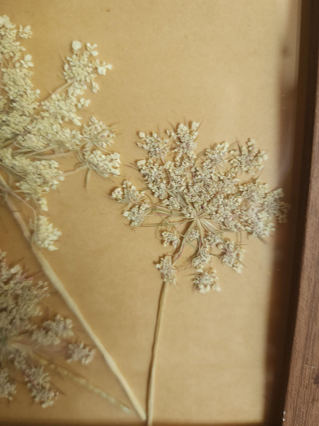 Pressed Dried Queen Annes Lace in a Brown Wood Look Frame
