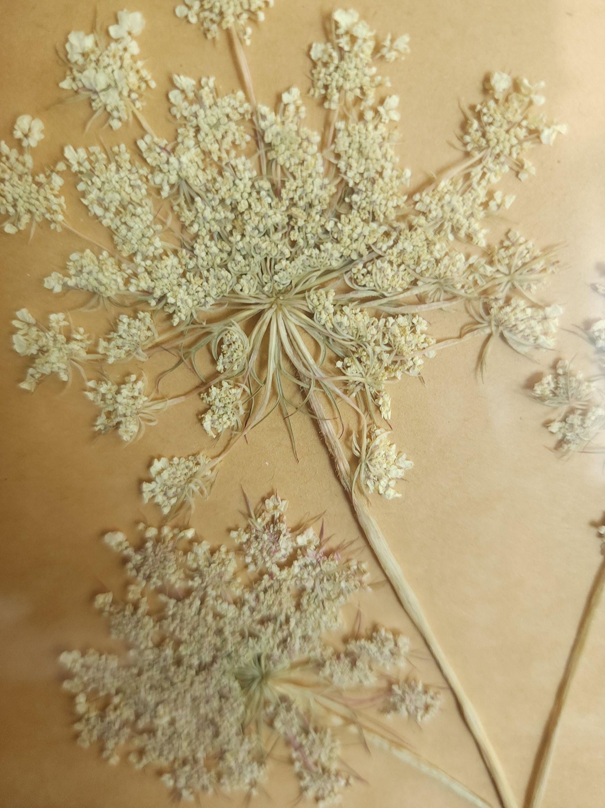 Pressed Dried Queen Annes Lace in a Brown Wood Look Frame
