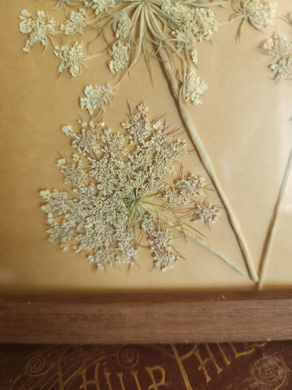 Pressed Dried Queen Annes Lace in a Brown Wood Look Frame