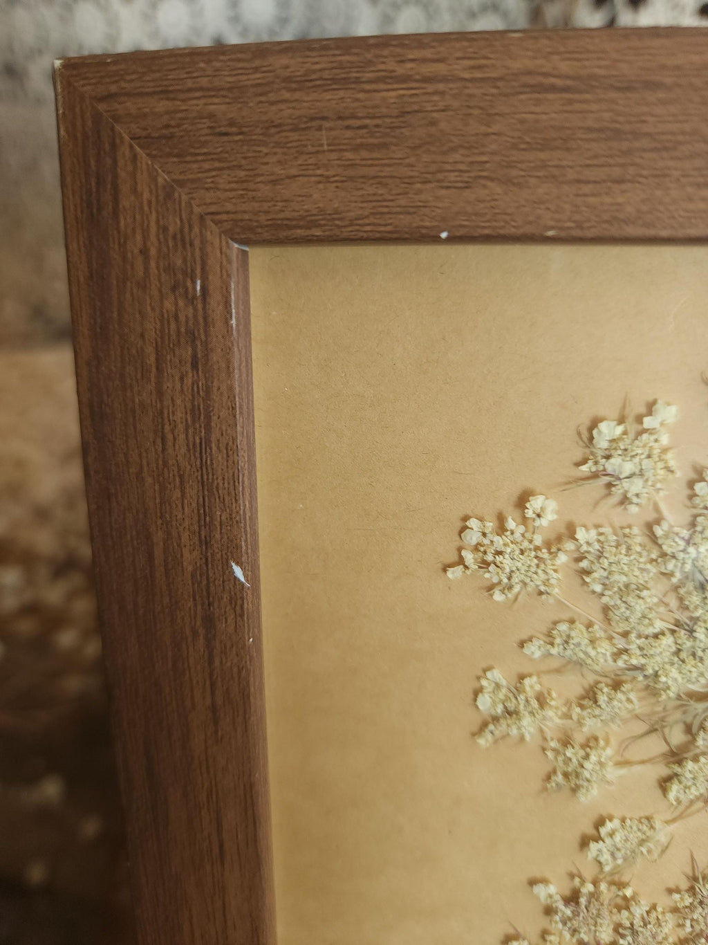 Pressed Dried Queen Annes Lace in a Brown Wood Look Frame