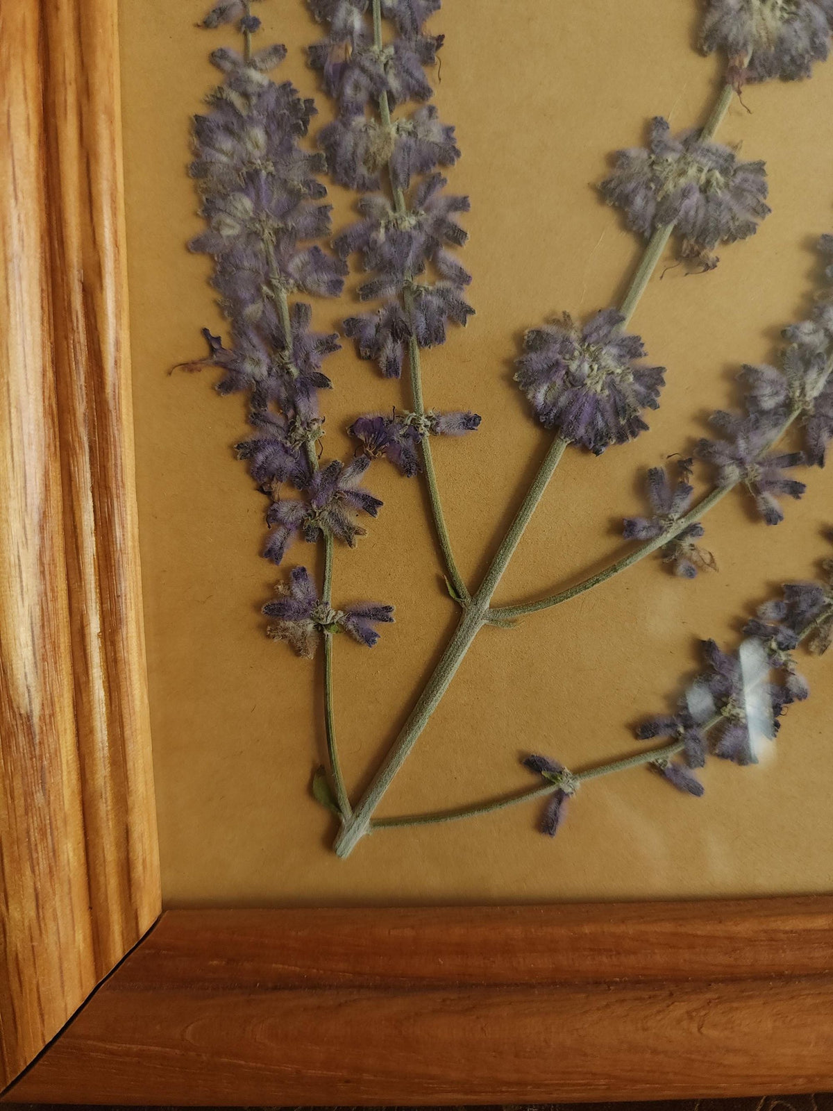 Pressed Dried Russian Sage Flowers in Vintage Wood Frame