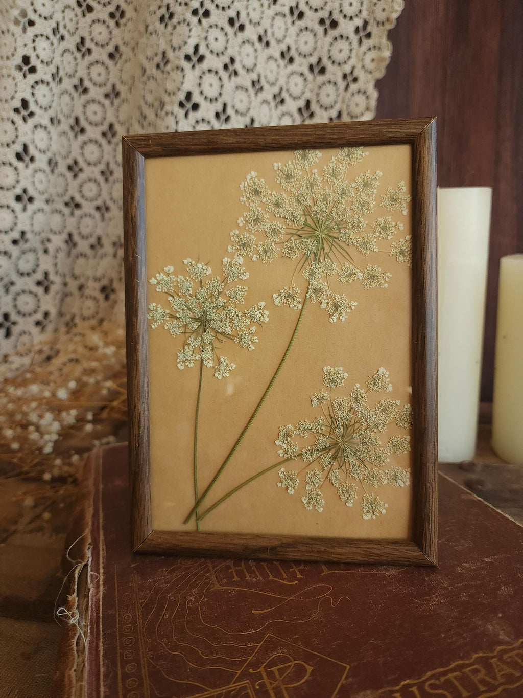 Pressed Dried Queen Annes Lace in Vintage Wood Frame