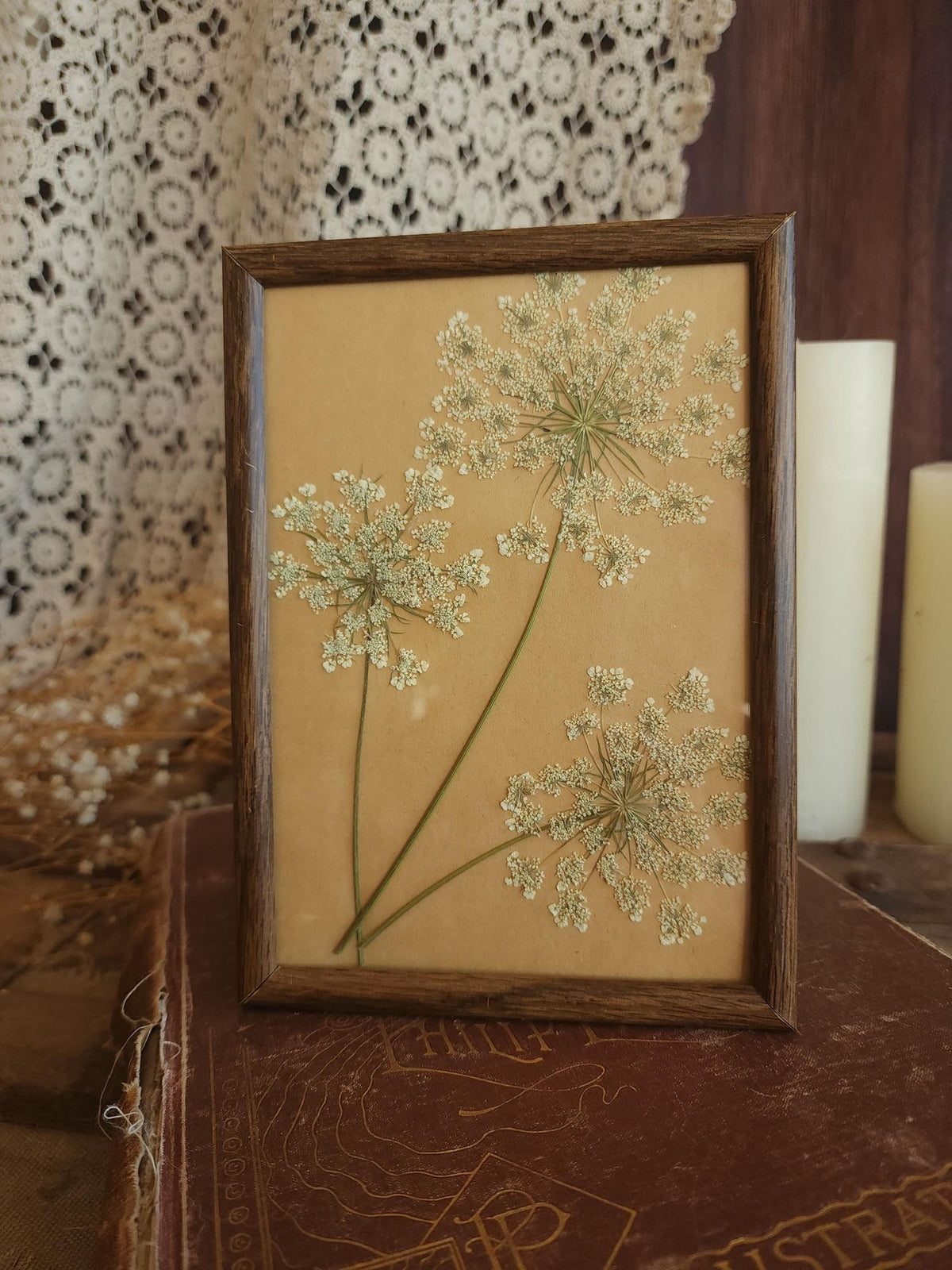 Pressed Dried Queen Annes Lace in Vintage Wood Frame