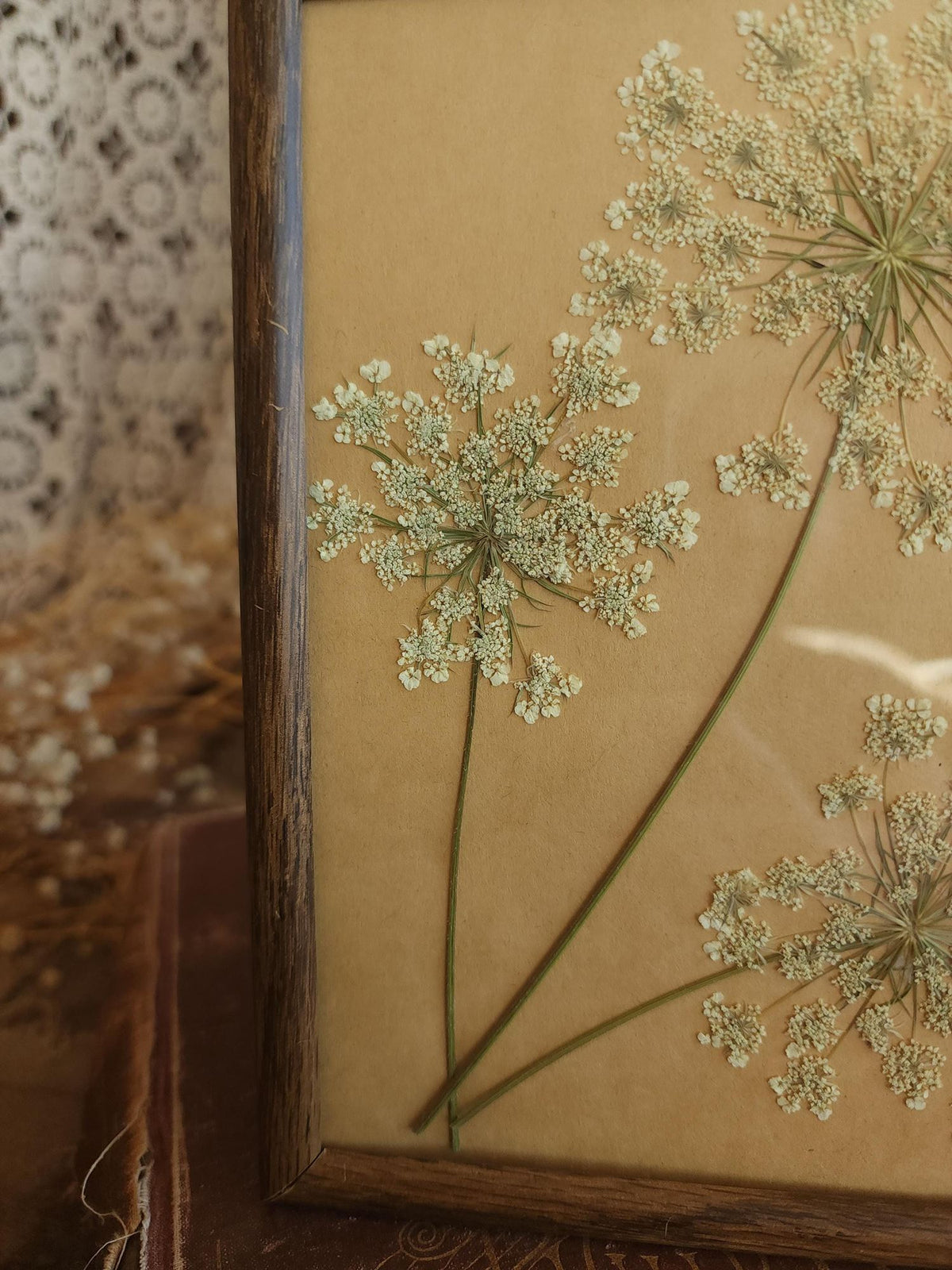 Pressed Dried Queen Annes Lace in Vintage Wood Frame