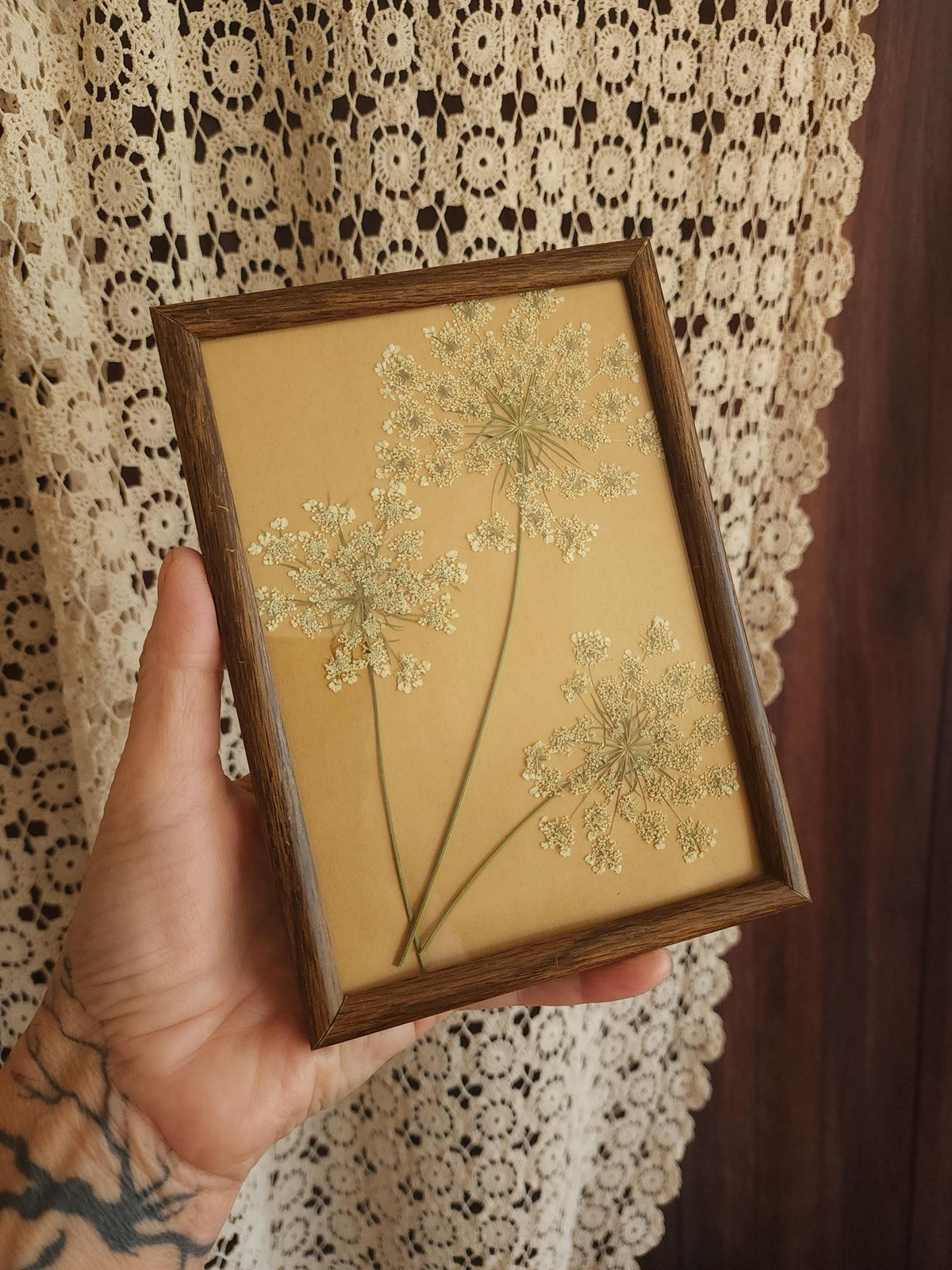 Pressed Dried Queen Annes Lace in Vintage Wood Frame