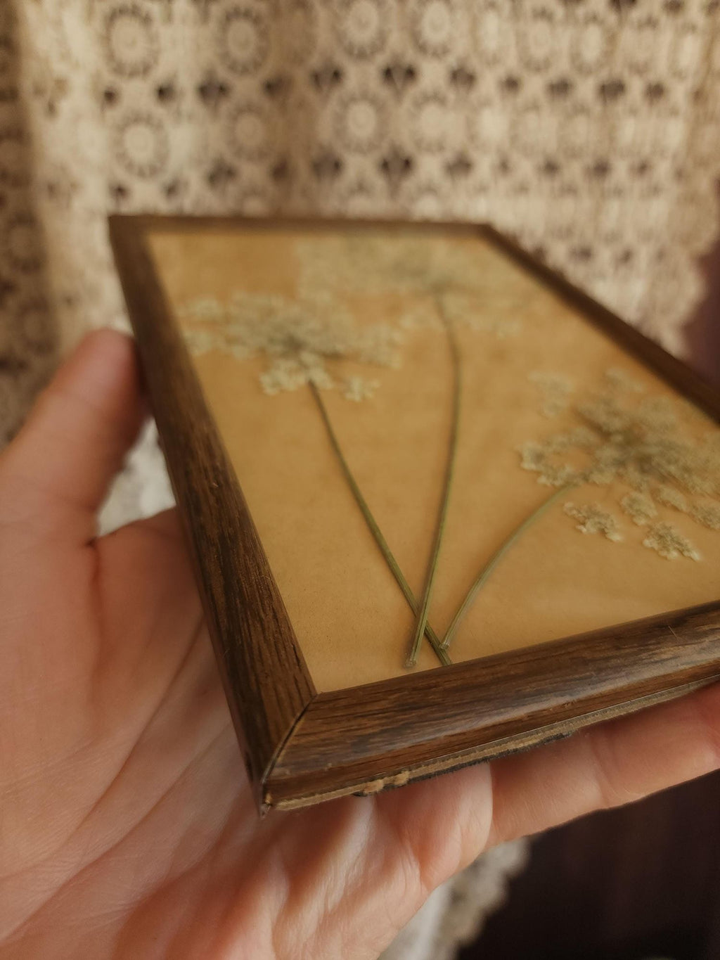 Pressed Dried Queen Annes Lace in Vintage Wood Frame
