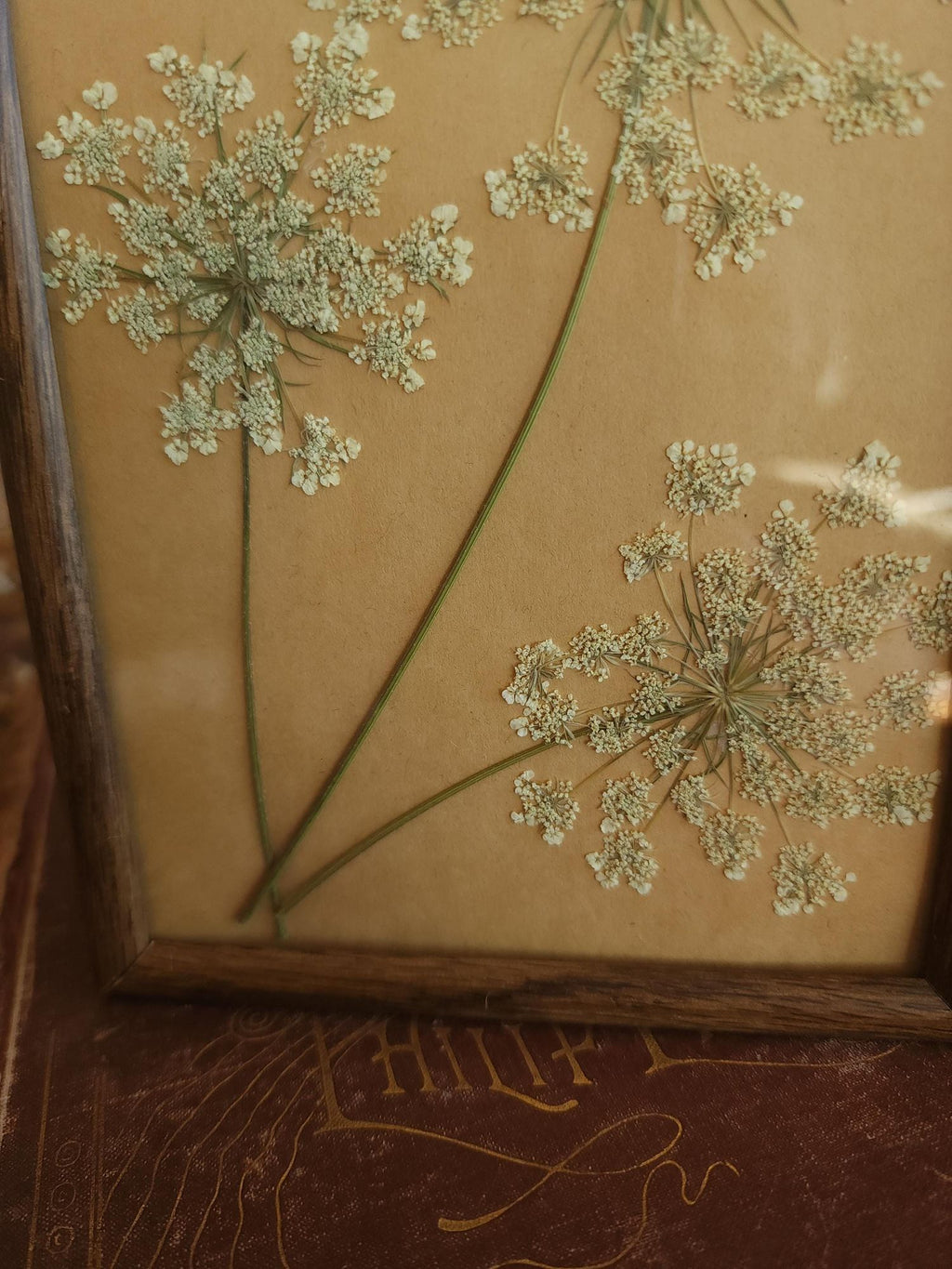 Pressed Dried Queen Annes Lace in Vintage Wood Frame