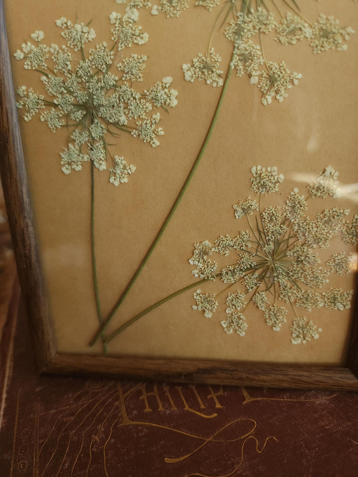 Pressed Dried Queen Annes Lace in Vintage Wood Frame