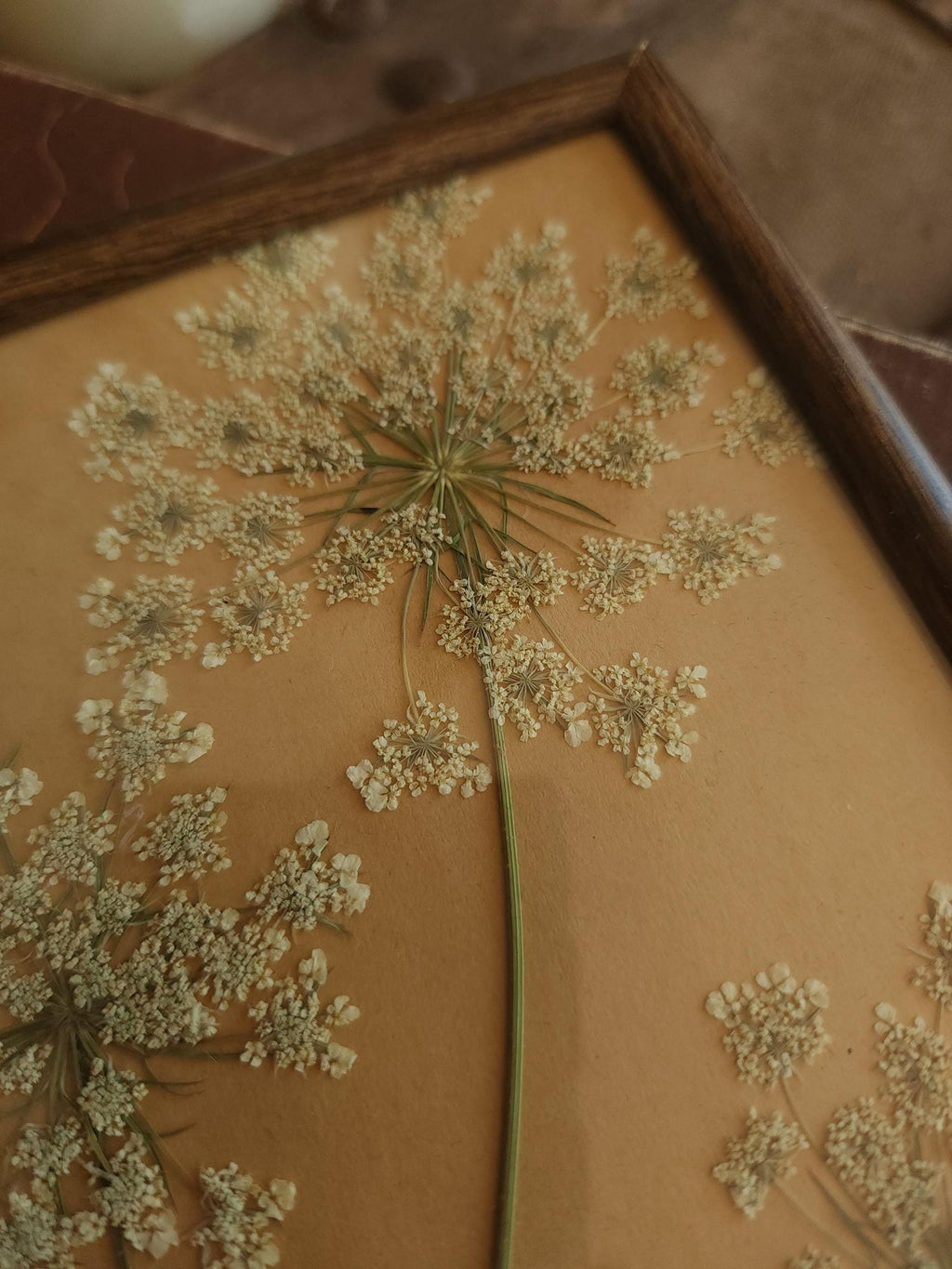 Pressed Dried Queen Annes Lace in Vintage Wood Frame
