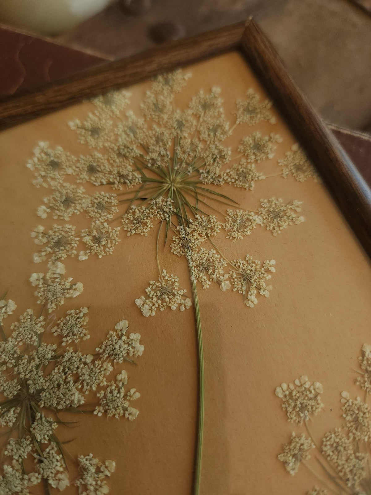 Pressed Dried Queen Annes Lace in Vintage Wood Frame