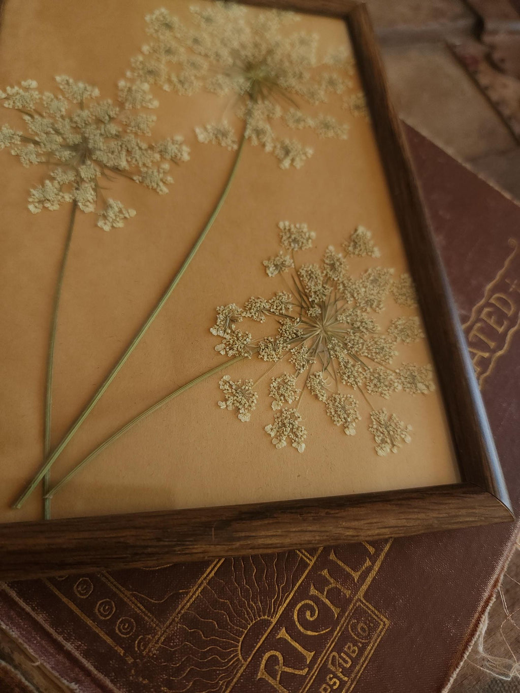 Pressed Dried Queen Annes Lace in Vintage Wood Frame