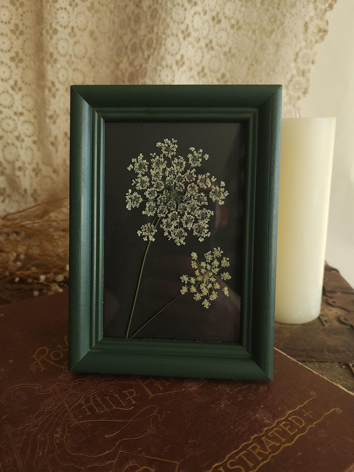 Pressed Dried Queen Annes Lace in a Vintage Style Green Wood Frame