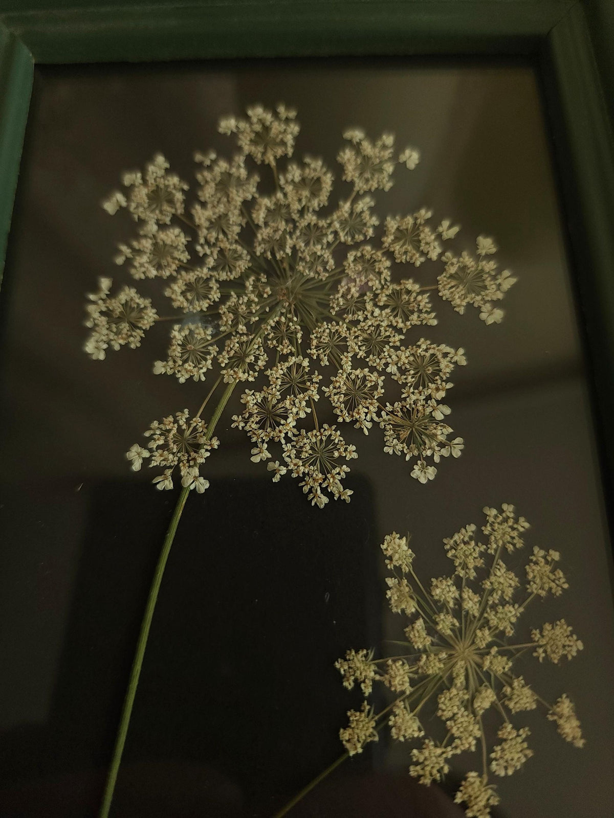 Pressed Dried Queen Annes Lace in a Vintage Style Green Wood Frame