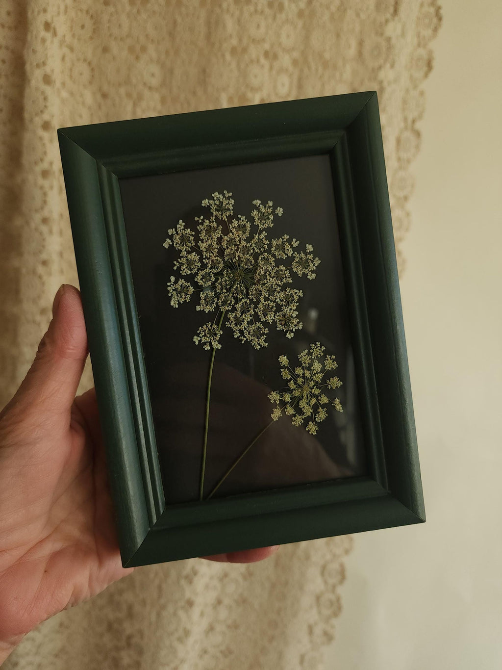Pressed Dried Queen Annes Lace in a Vintage Style Green Wood Frame