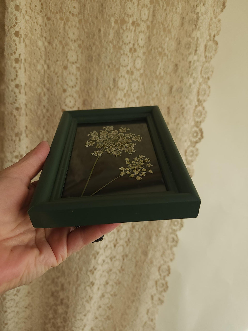Pressed Dried Queen Annes Lace in a Vintage Style Green Wood Frame