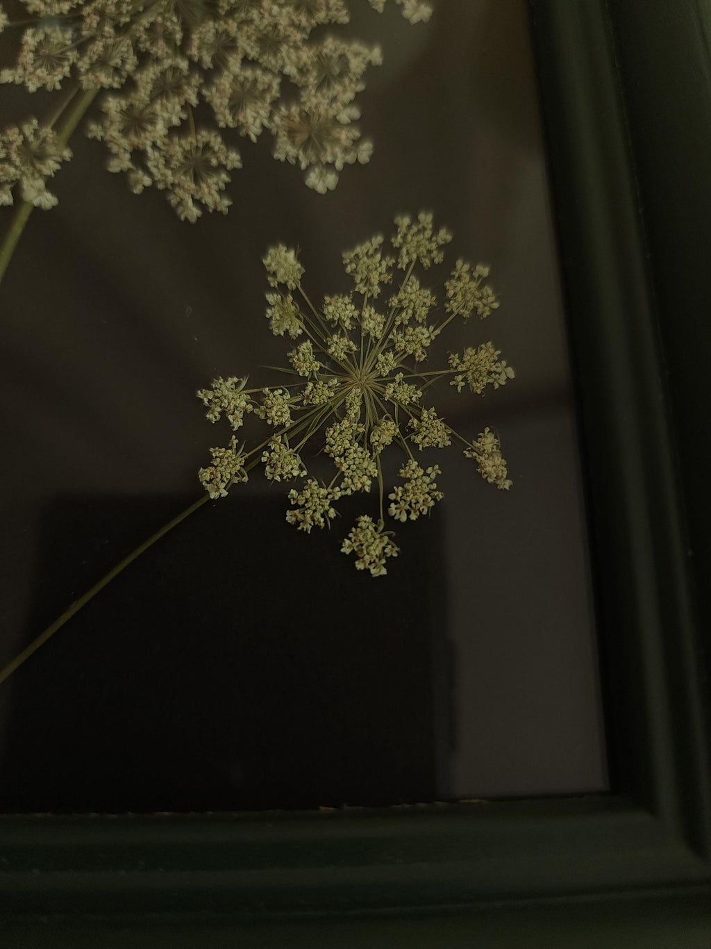 Pressed Dried Queen Annes Lace in a Vintage Style Green Wood Frame