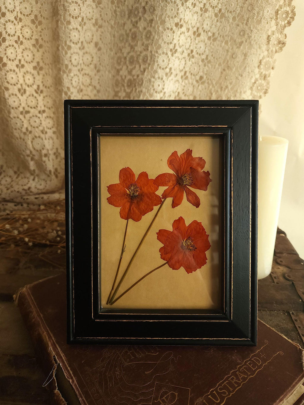 Handmade Pressed Dried Orange Cosmos in a Black Wooden Frame