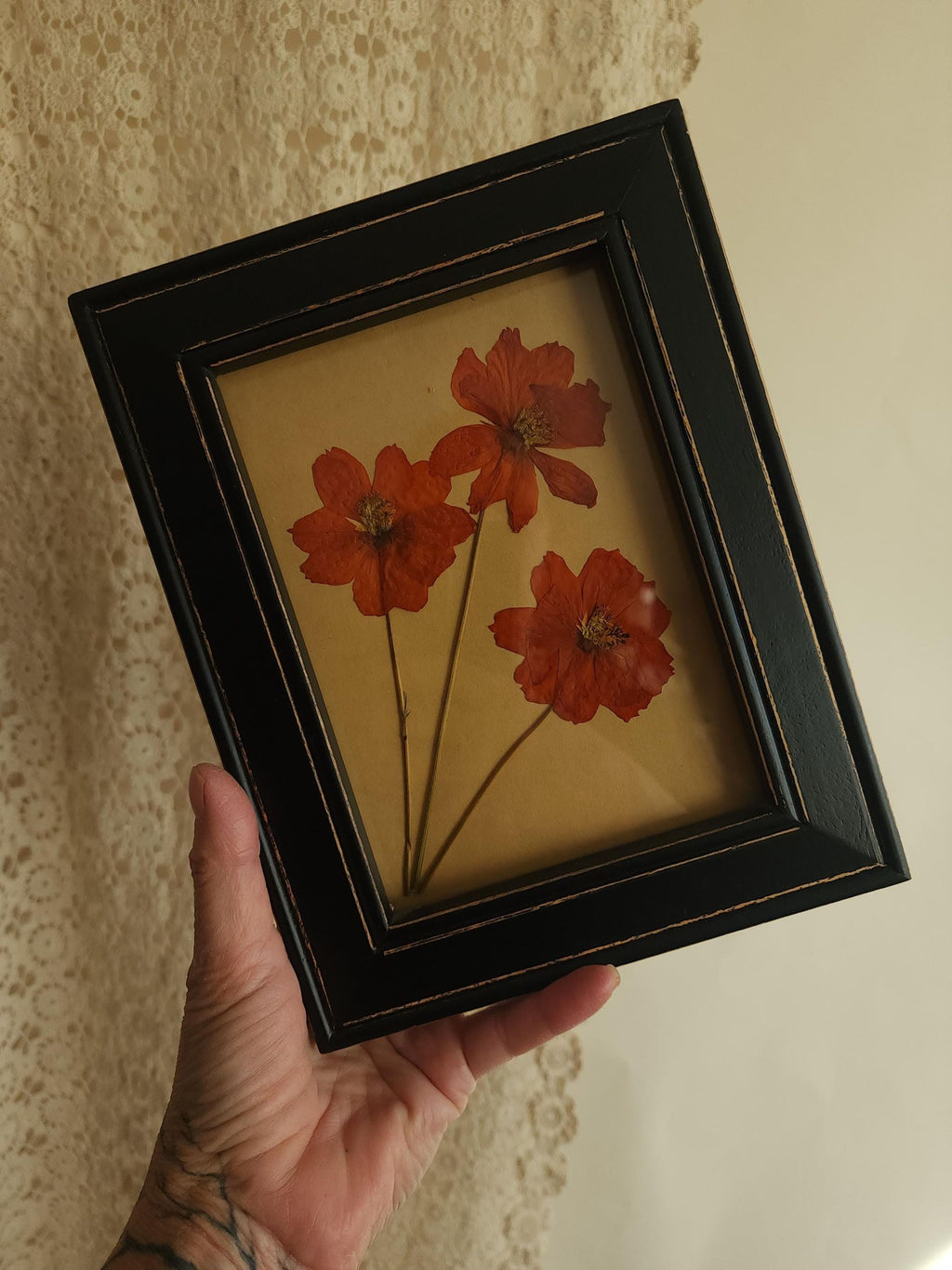 Handmade Pressed Dried Orange Cosmos in a Black Wooden Frame
