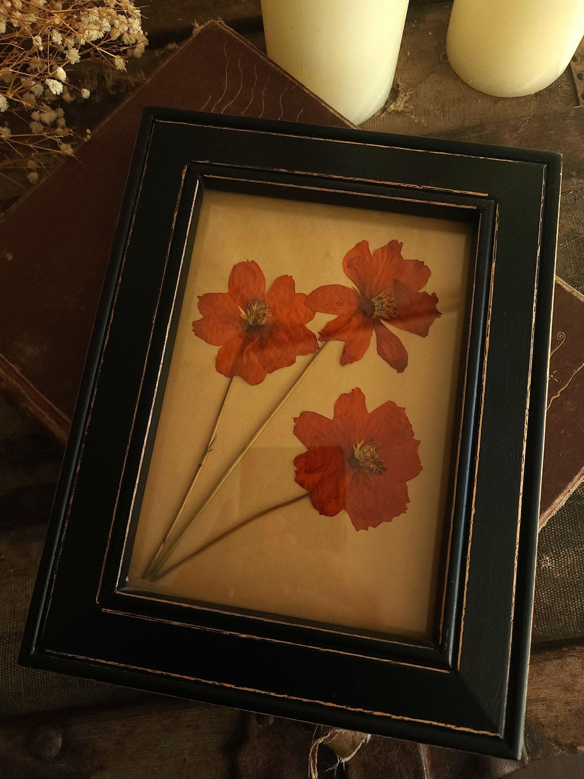 Handmade Pressed Dried Orange Cosmos in a Black Wooden Frame