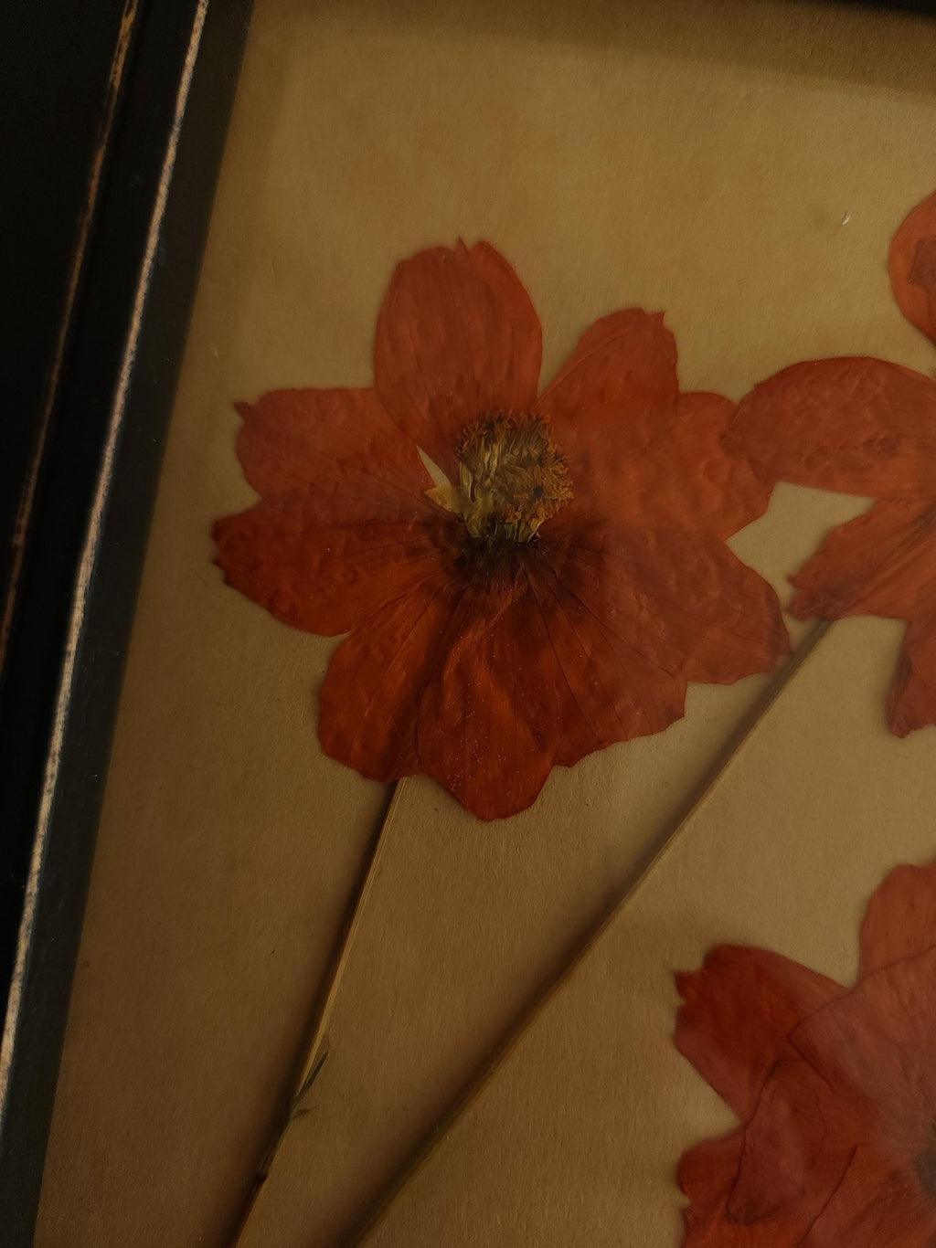Handmade Pressed Dried Orange Cosmos in a Black Wooden Frame