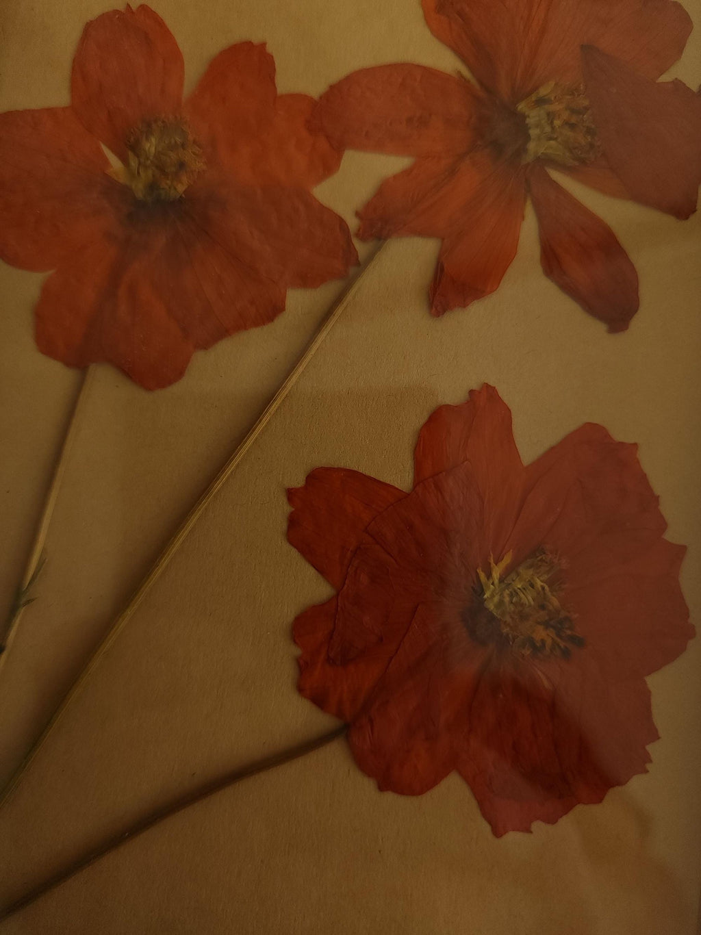 Handmade Pressed Dried Orange Cosmos in a Black Wooden Frame