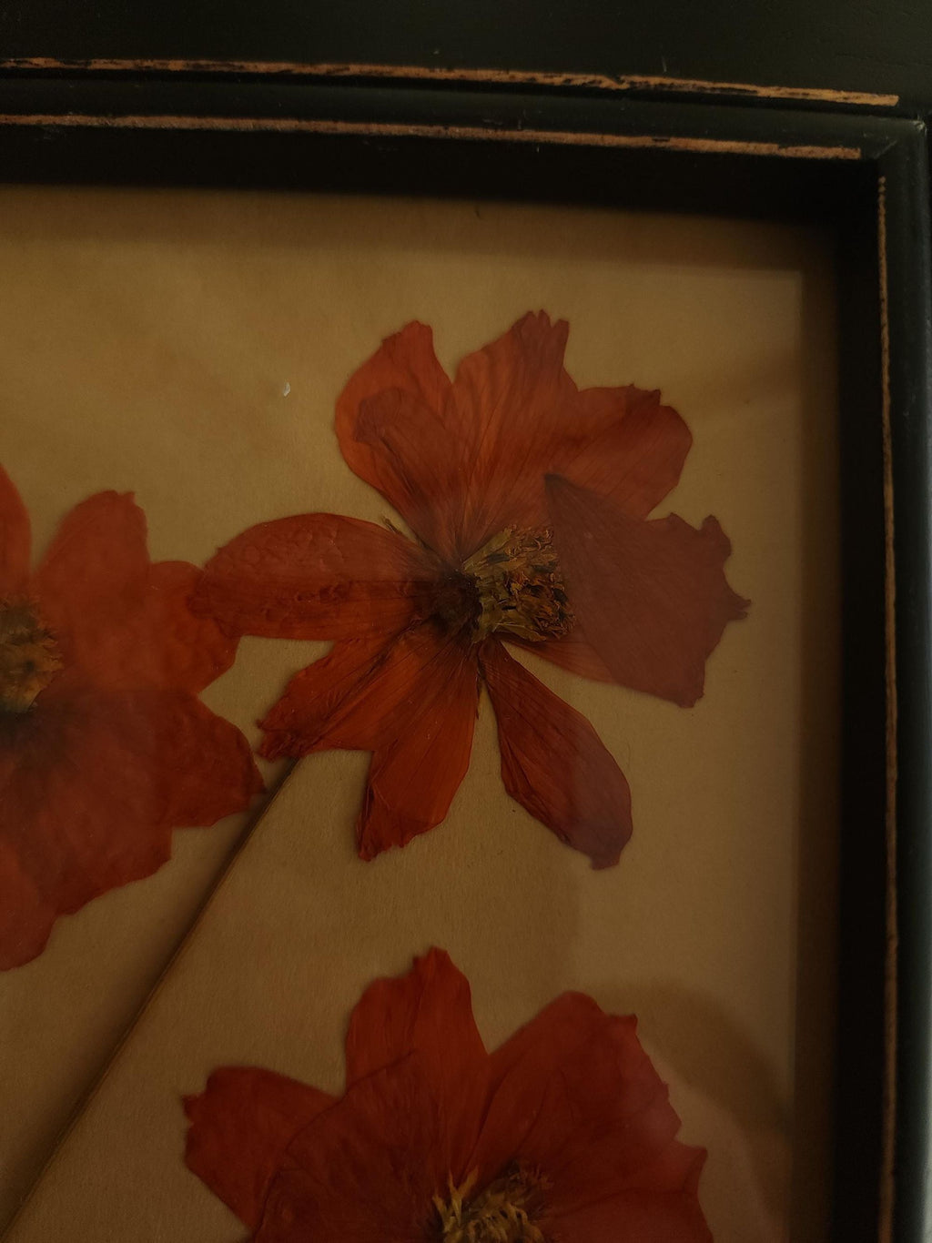 Handmade Pressed Dried Orange Cosmos in a Black Wooden Frame