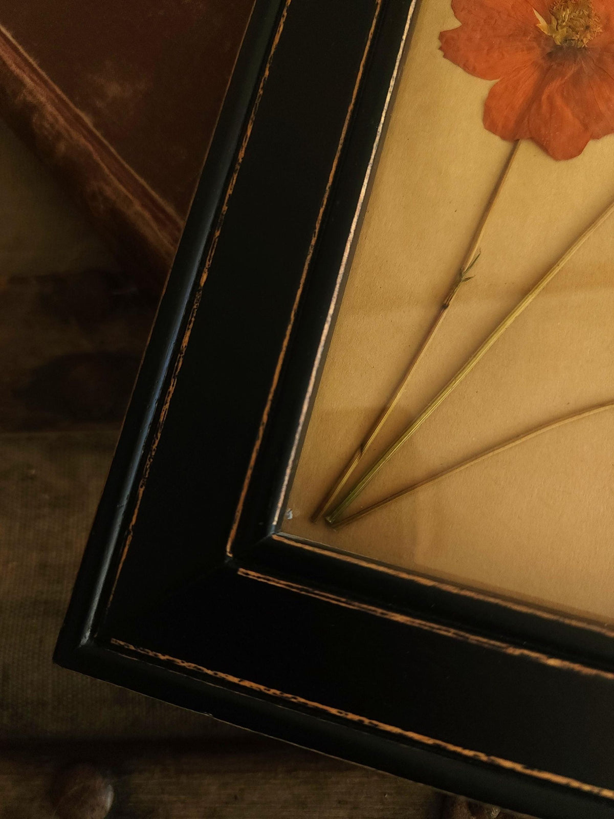 Handmade Pressed Dried Orange Cosmos in a Black Wooden Frame
