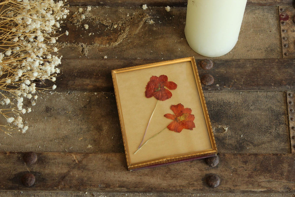 Pressed Dried Cosmos in 1940s Vintage Gold Metal Frame