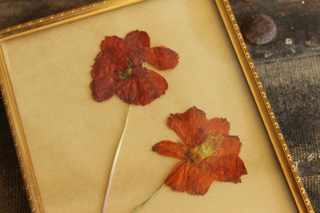 Pressed Dried Cosmos in 1940s Vintage Gold Metal Frame