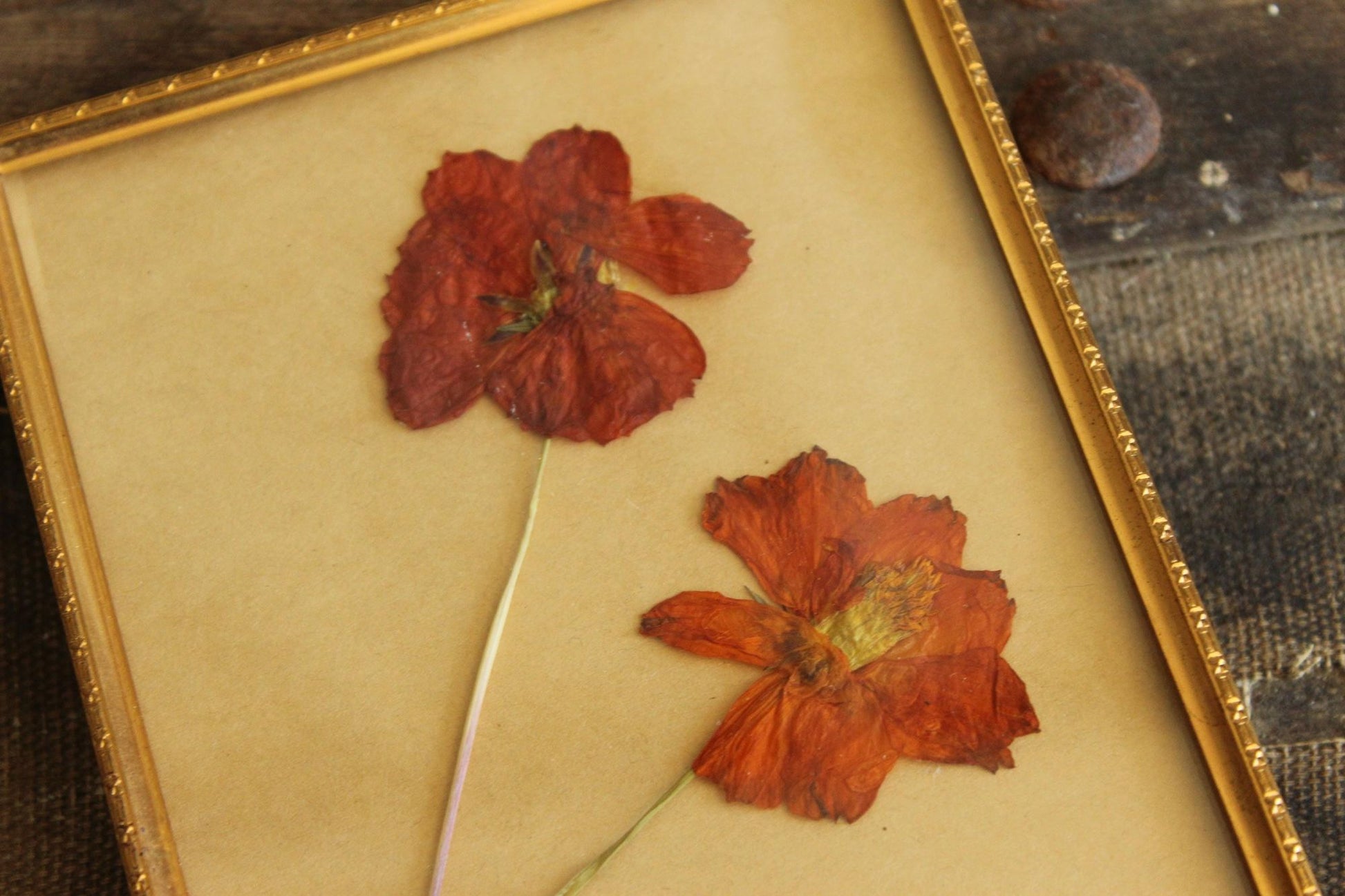 Pressed Dried Cosmos in 1940s Vintage Gold Metal Frame