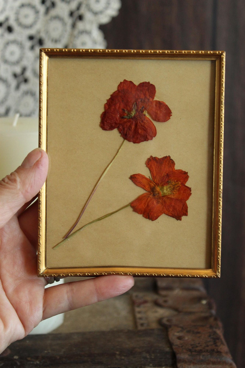 Pressed Dried Cosmos in 1940s Vintage Gold Metal Frame