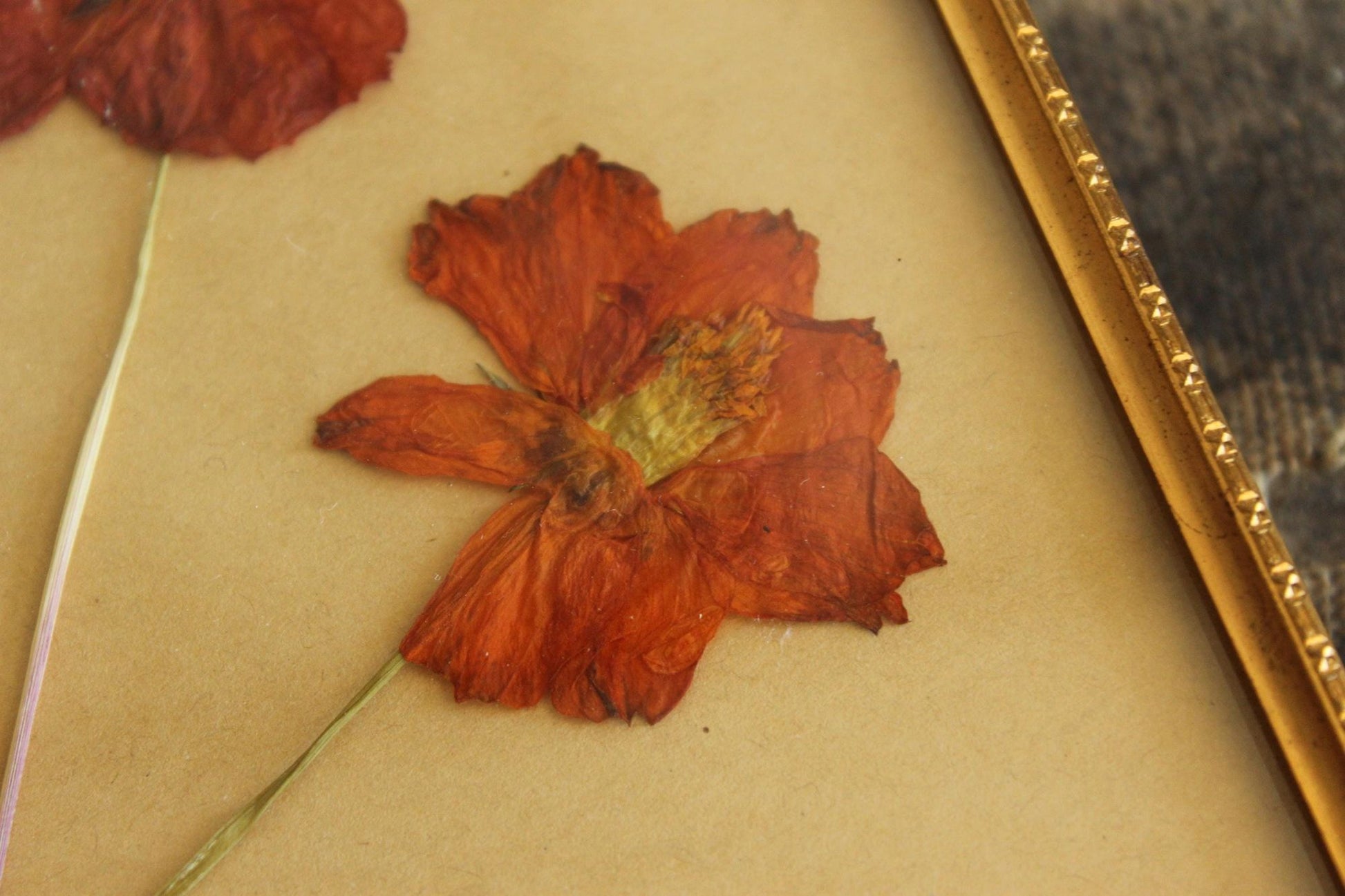 Pressed Dried Cosmos in 1940s Vintage Gold Metal Frame