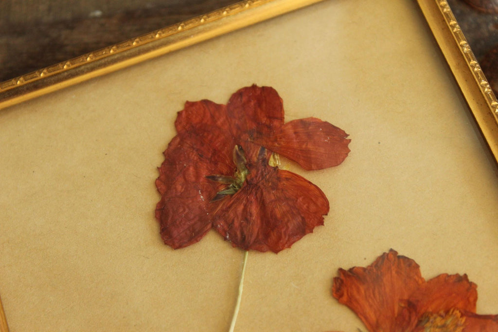 Pressed Dried Cosmos in 1940s Vintage Gold Metal Frame