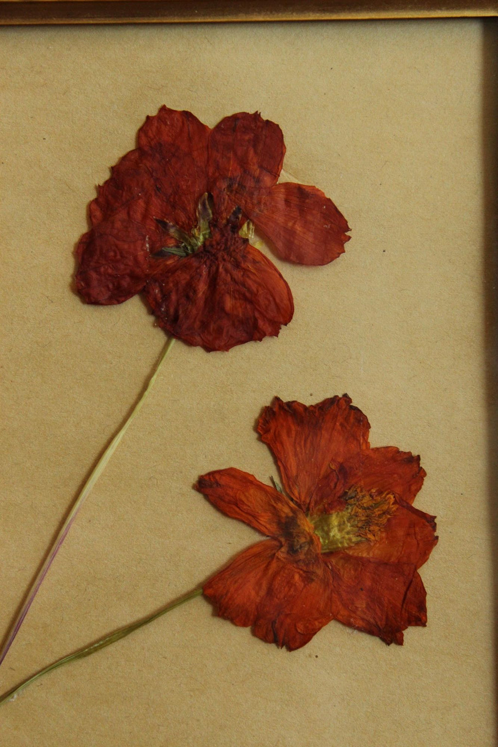 Pressed Dried Cosmos in 1940s Vintage Gold Metal Frame