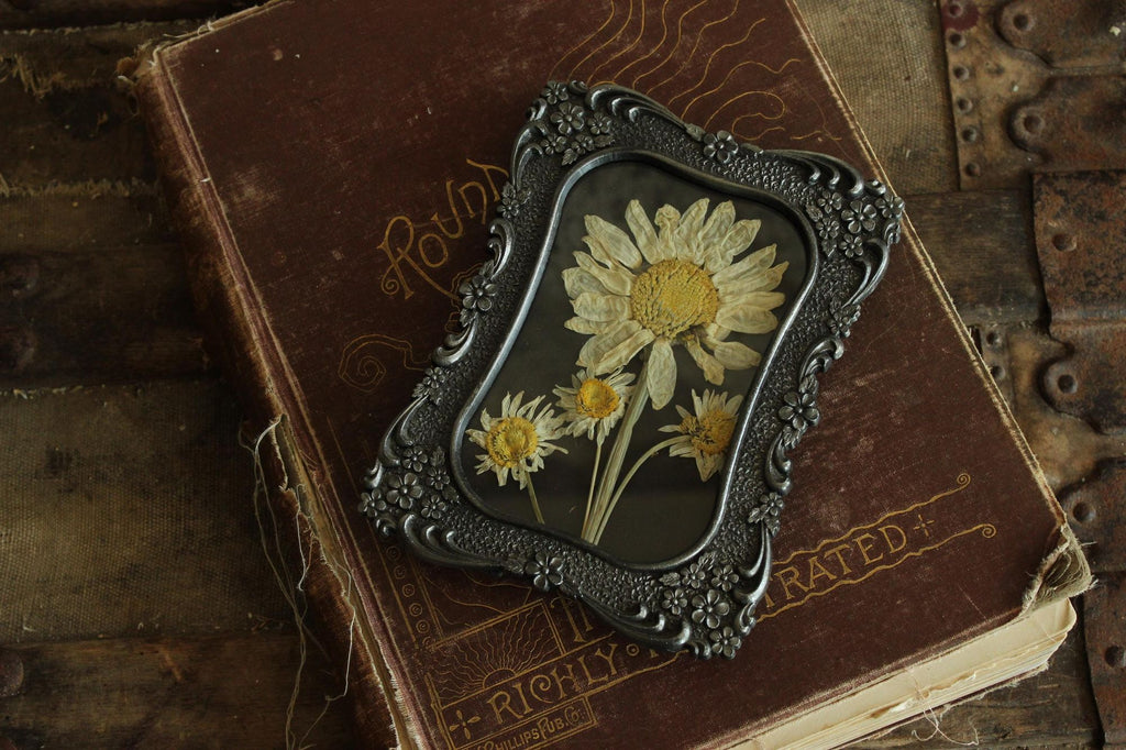 Pressed Dried Shasta and Wild Daisies