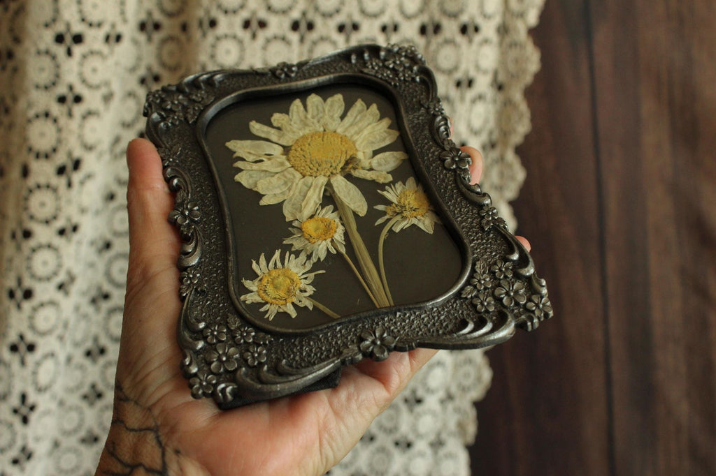 Pressed Dried Shasta and Wild Daisies