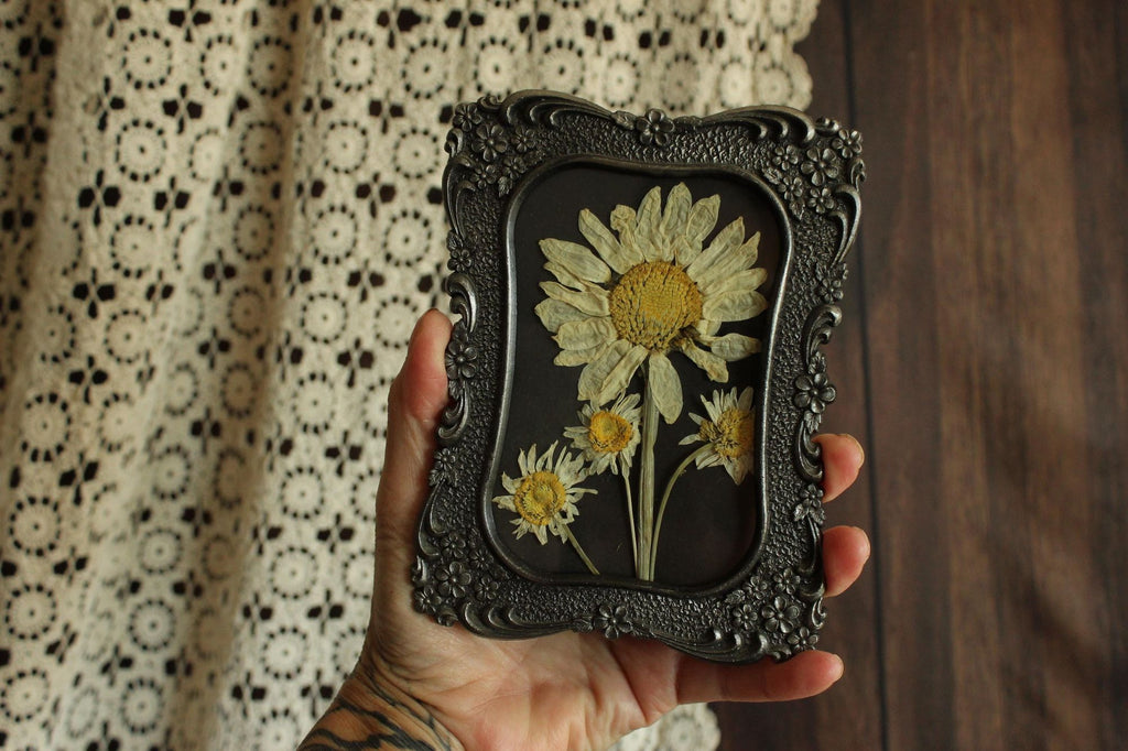 Pressed Dried Shasta and Wild Daisies