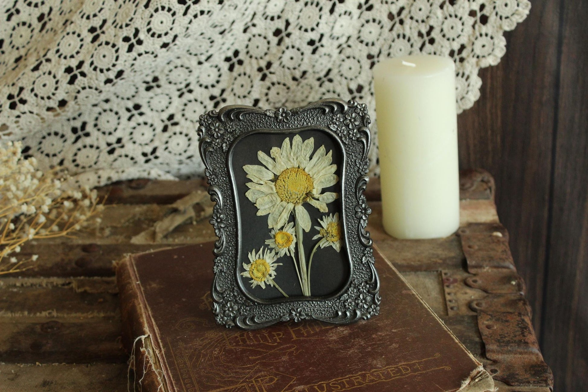 Pressed Dried Shasta and Wild Daisies