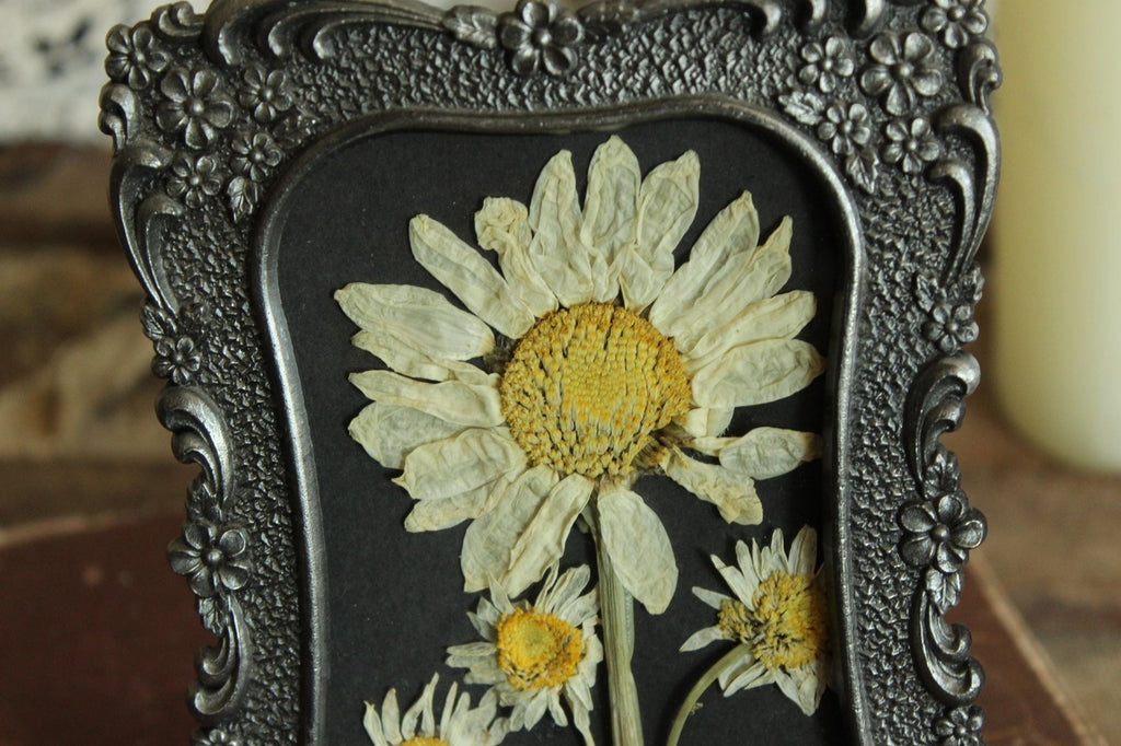 Pressed Dried Shasta and Wild Daisies