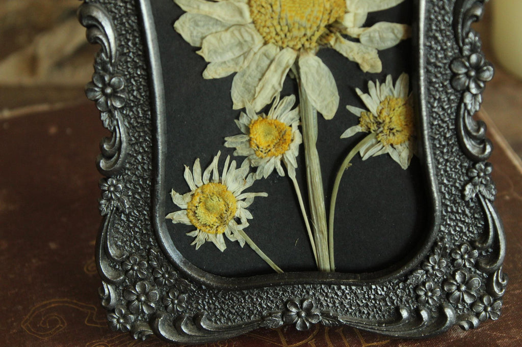 Pressed Dried Shasta and Wild Daisies