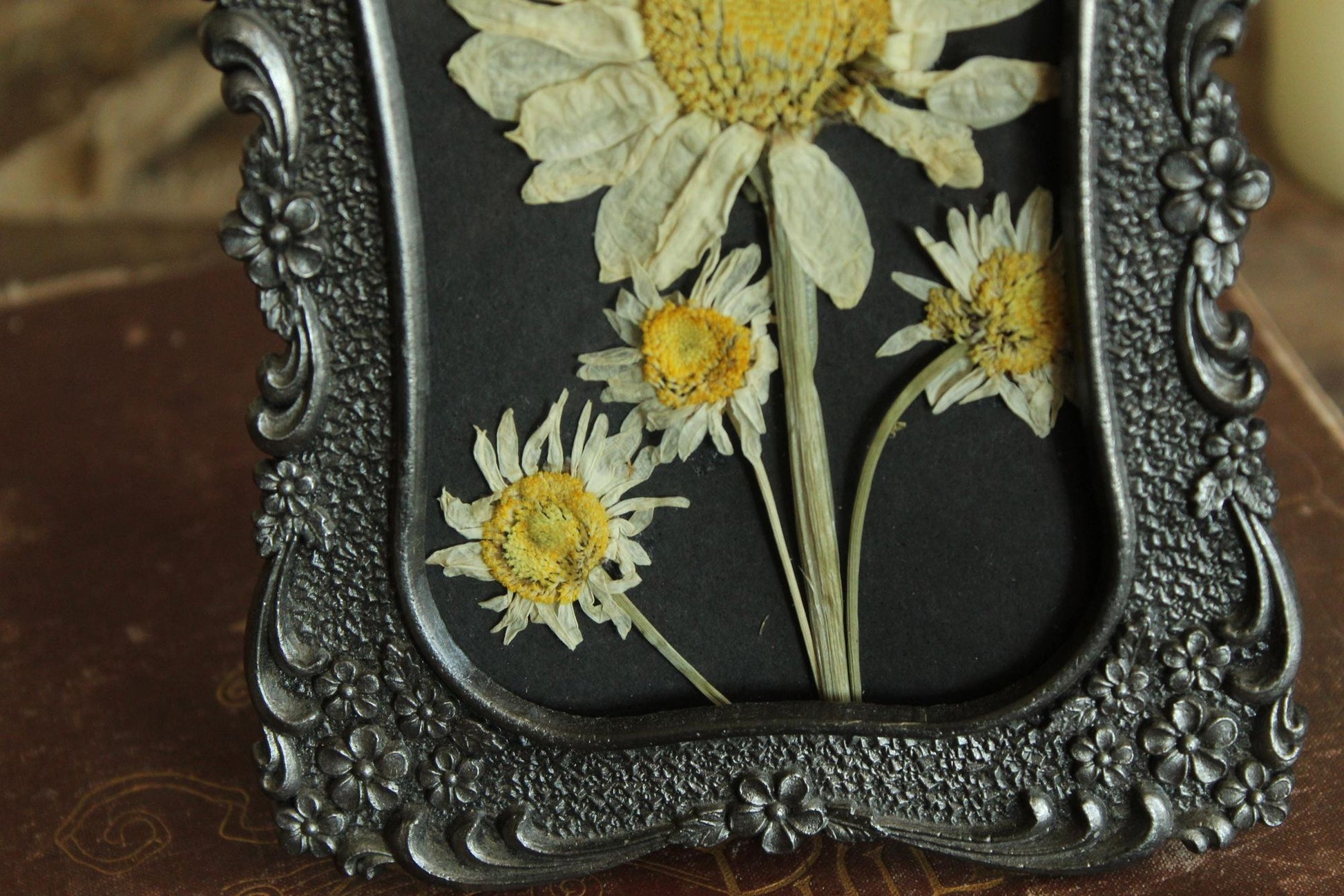 Pressed Dried Shasta and Wild Daisies